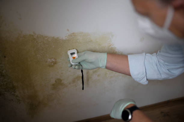 Why You Should Choose Our Mold Remediation Services in Greenfield, WI